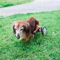 Mini Dachshund Comfort Cart Dog wheelchair